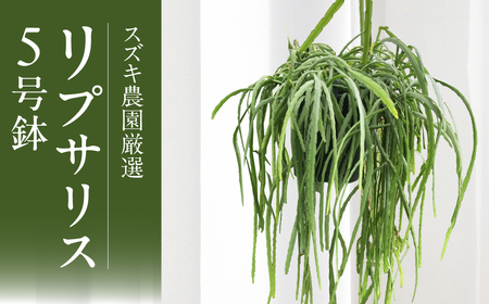 スズキ農園厳選 リプサリス 5号鉢 × 1鉢 リプサリス ロングサイズ ハンギングポット 吊り下げ 室内 観葉植物 花 鉢植え 鉢 フラワー お花 植物 緑 グリーン インテリア
