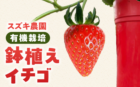 お家でいちご狩り!いちご鉢植え 5号鉢 苺 いちご イチゴ ストロベリー 鉢植え 鉢 いちご狩り イチゴ狩り 苺狩り インテリア 観葉植物 花 植物 グリーン 栽培 プレゼント 室内