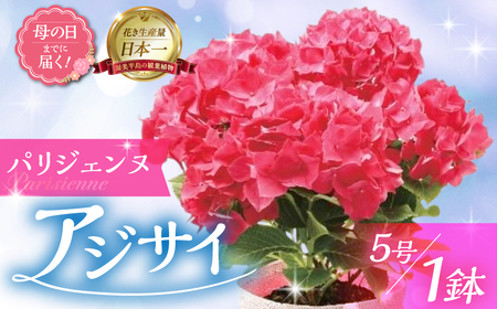 [母の日までにお届け]アジサイ[パリジェンヌ] アジサイ あじさい 紫陽花 花 鉢植え 鉢 鉢花 観葉植物 植物 5号 人気 おしゃれ かわいい 母の日 プレゼント 贈り物 贈答 ギフト 冬 フラワーギフト ありがとう お母さん 母 記念日