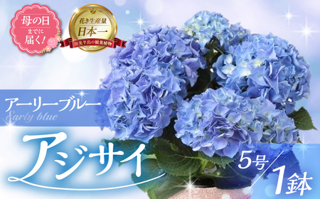 [母の日までにお届け]アジサイ[アーリーブルー] 母の日 プレゼント あじさい 紫陽花