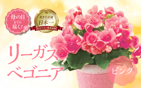 [母の日までにお届け]リーガスベゴニア ピンク ベゴニア 花 花 鉢植え 鉢 鉢花 花 観葉植物 植物 5号鉢 人気 おしゃれ かわいい 母の日 プレゼント 贈り物 贈答 ギフト 冬 フラワーギフト 母の日 ありがとう お母さん 母 記念日