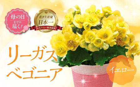 [母の日までにお届け]リーガスベゴニア イエロー ベゴニア 花 花 鉢植え 鉢 鉢 観葉植物 植物 5号 人気 おしゃれ かわいい 母の日 プレゼント 贈り物 贈答 ギフト 冬 フラワーギフト ありがとう お母さん 母 記念日