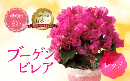 [母の日までにお届け]ブーゲンビレア レッド 花 花 鉢植え 鉢 鉢花 花 観葉植物 植物 5号鉢 人気 おしゃれ かわいい 母の日 プレゼント 贈り物 贈答 ギフト 冬 フラワーギフト 母の日 ありがとう お母さん 母 記念日