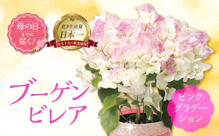 [母の日までにお届け]ブーゲンビレア ピンクグラデーション 花 花 鉢植え 鉢 鉢 観葉植物 植物 5号 人気 おしゃれ かわいい 母の日 プレゼント 贈り物 贈答 ギフト 冬 フラワーギフト ありがとう お母さん 母 記念日
