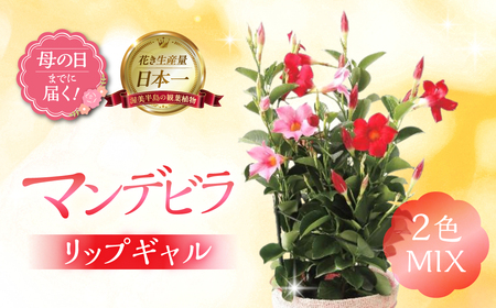 [母の日までにお届け]マンデビラ リップギャル 2色MIX 花 花 鉢植え 鉢 鉢 観葉植物 植物 5号 人気 おしゃれ かわいい 母の日 プレゼント 贈り物 贈答 ギフト 冬 フラワーギフト ありがとう お母さん 母 記念日