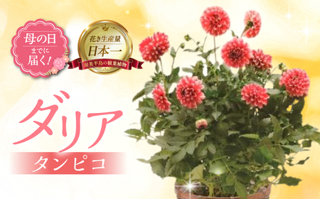 [母の日までにお届け]ダリア タンピコ 花 花 鉢植え 鉢 鉢花 花 観葉植物 植物 6号鉢 人気 おしゃれ かわいい 母の日 プレゼント 贈り物 贈答 ギフト 冬 フラワーギフト 母の日 ありがとう お母さん 母 記念日