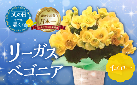[父の日までにお届け]リーガスベゴニア イエロー 花 花 鉢植え 鉢 鉢花 花 観葉植物 植物 5号鉢 人気 おしゃれ かわいい 父の日 プレゼント 贈り物 贈答 ギフト 夏 フラワーギフト 父 ありがとう お父さん 父親 記念日