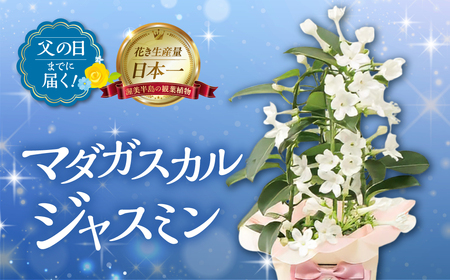 [父の日までにお届け]マダガスカルジャスミン 花 花 鉢植え 鉢 鉢花 花 観葉植物 植物 4号鉢 人気 おしゃれ かわいい 父の日 プレゼント 贈り物 贈答 ギフト 夏 フラワーギフト 父 ありがとう お父さん 父親 記念日