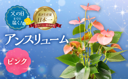 [父の日までにお届け]アンスリューム ピンク 花 花 鉢植え 鉢 鉢花 花 観葉植物 植物 5号鉢 人気 おしゃれ かわいい 父の日 プレゼント 贈り物 贈答 ギフト 夏 フラワーギフト 父 ありがとう お父さん 父親 記念日