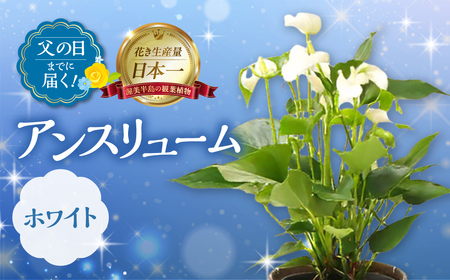 《父の日までにお届け》アンスリューム ホワイト 花 鉢植え 鉢 鉢花 花 観葉植物 植物 5号鉢 人気 おしゃれ かわいい 父の日 プレゼント 贈り物 贈答 ギフト 夏 フラワーギフト 父 ありがとう お父さん 父親 記念日