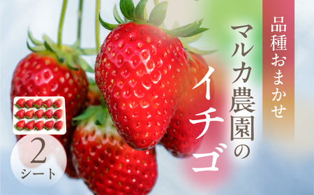 [先行予約]マルカ農園のイチゴ 2パック いちご 苺 イチゴ