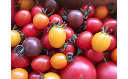 採れたて新鮮・完熟収穫 とまとのこころ彩色セット約1.2kg トマト 新鮮 フルーツトマト 健康 リコピン お取り寄せ お取り寄せグルメ 先行予約 食品 産地直送 送料無料 10000円