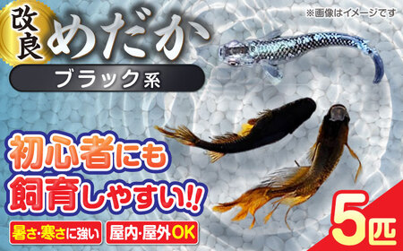 メダカ5匹（ブラック系）  改良メダカ めだか 生体 愛西市/株式会社プロスパージャパン [AEAK003]