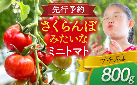 [先行予約] ＼毎年11月より順次発送/ ミニトマト(プチぷよ)800g トマト 野菜 新鮮 期間限定トマト 愛西市 / 株式会社石原農園[AEBG007]