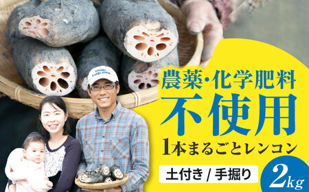 ＼毎年8月中旬より順次発送/ れんこん 2kg (SEIMEI) ＼農家直送!/ レンコン 蓮根 根菜 野菜 愛西市 / 水谷グルッポ [AEBX001]