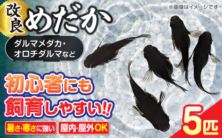改良メダカ 5匹 ダルマメダカ メダカ オロチ 水槽 愛西市 / 株式会社プロスパージャパン[AEAK007]