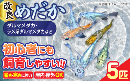 改良メダカ 5匹 ダルマメダカ メダカ ラメ 水槽 愛西市 / 株式会社プロスパージャパン[AEAK008]