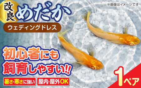 改良 メダカ ウェディングドレス1ペア[AEAK009]メダカメダカメダカメダカメダカメダカメダカ