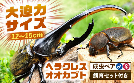 【配送不可地域：北海道・沖縄・離島】ヘラクレスオオカブト成虫ペア（オスサイズ120mmから150mm）飼育セット付き 愛西市 / 艶麗[AEDD001]