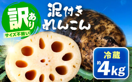 訳あり 泥付きれんこん 4kg (冷蔵) 野菜 レンコン 愛西市 / JAあいち海部れんこんセンター[AEDK002]