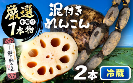 厳選 泥付きれんこん 2本 手掘り1本物 (冷蔵) 野菜 レンコン 愛西市 / JAあいち海部れんこんセンター[AEDK006]
