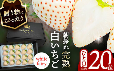 [先行予約] ＼毎年1月より順次発送/ 白いちご White Fairy 20粒 果物 いちご フルーツ 愛西市 / くぼ苺農園 [配達不可:北海道・沖縄・離島][AECJ017]