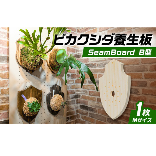 ビカクシダ板 SeamBoard B型 Mサイズ ビカクシダ コウモリラン 板付け 壁掛け 観葉植物 植物 おしゃれ インテリア 室内 無塗装 ギフト プレゼント 育てやすい 株式会社アサヒ 送料無料 愛知県 あま市
