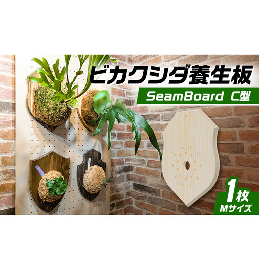 ビカクシダ板 SeamBoard C型 Mサイズ ビカクシダ コウモリラン 板付け 壁掛け 観葉植物 植物 おしゃれ インテリア 室内 無塗装 ギフト プレゼント 育てやすい 株式会社アサヒ 送料無料 愛知県 あま市