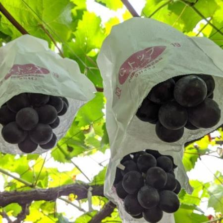 【種なし】巨峰2房+旬のぶどうの食べ比べ約2kgセット【配送不可地域：離島】【1724199】