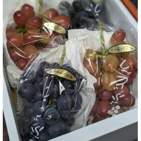 【毎週定期便】【種なし】巨峰2房+旬のぶどうの食べ比べ約2kgセット全4回【配送不可地域：離島】【4086731】