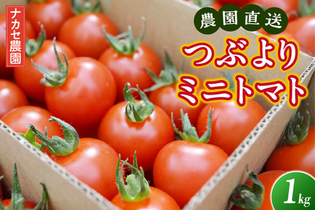 農園直送 つぶより ミニトマト 1kg入り│トマト プチトマト 甘い 野菜 産地直送 愛知県 東浦町