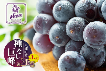 [先行予約][2026年8月発送]東浦町産 種なし巨峰・約3kg(2kg+1kg!)[みっちゃんぶどう園]
