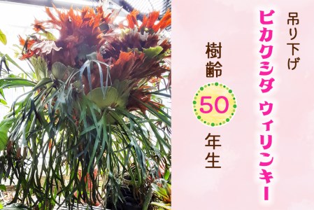 愛知県 花屋の返礼品 検索結果 | ふるさと納税サイト「ふるなび」