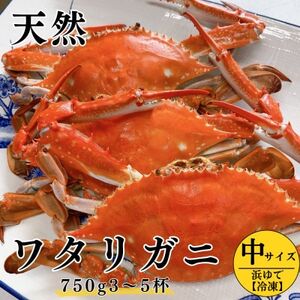 浜ゆで ワタリガニ (中) 750g 3〜5杯 冷凍 特製 三杯酢付き セット 旬 期間限定 オス メス 海鮮 魚貝 魚介 新鮮 わたりがに ボイル ワタリガニ