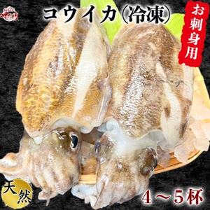 岬だより お刺身用天然コウイカ1.2kg(4-5杯) [配送不可地域:離島]