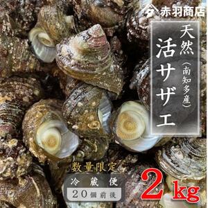 南知多町産 活サザエ 約2kg (20個前後) 配送不可地域:離島・北海道・沖縄県・東北・中国・四国・九州