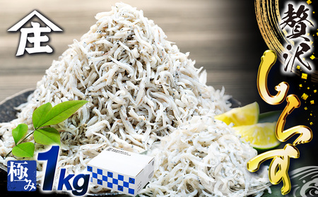 しらす 1kg ちりめん 冷凍 シラスシラスシラスシラスシラス
