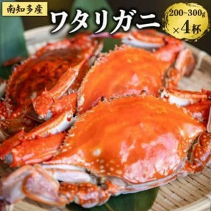 先行予約 数量限定 魚太郎のボイルワタリガニ4杯 1匹200g-300g 10月下旬発送 冷凍 カニ 蟹 国産 魚介 海鮮 味噌 ボイル済み 愛知県 南知多町 人気 おすすめ [配送不可地域:離島]