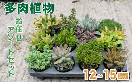 多肉植物 おまかせ アソートセット 12 ~ 15種類 観葉植物 インテリア おしゃれ 植物 室内 丈夫 長持ち 愛知 南知多