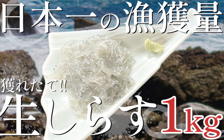 漁師がとれたてを即冷凍!生しらす(しらす日本一の島 篠島産)1kg ( しらす )