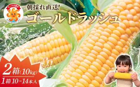 先行予約 とうもろこし 約10kg トウモロコシトウモロコシトウモロコシ