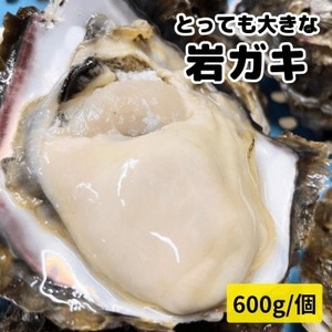 XXLEVR≲y600g(1EktEHpKL̓i)CASⓀJL CNo[xL[