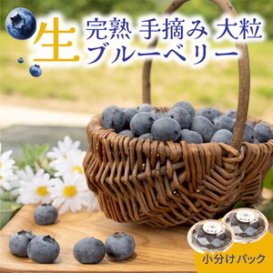 嗱u[x[i~bNX 500g×2pbN ʕ  t[c [Og W Y mY 2026N6{`8{ɏ\ kCEEւ̔zs