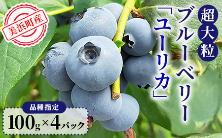 美浜町産 超大粒ブルーベリー『ユーリカ』品種指定 100g×4パック ※2026年5月中旬〜5月下旬頃に順次発送予定