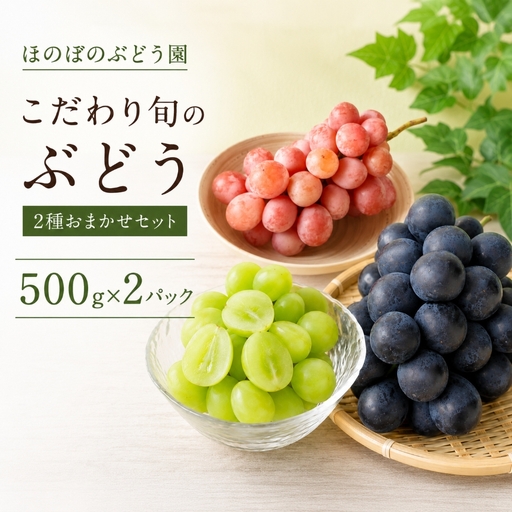 美浜町産 こだわり旬のぶどう 2種おまかせセット（シャインマスカット＋ピオーネ／グロスクローネ／タカスミ／クイーンニーナ） | 先行予約 愛知県 美浜町