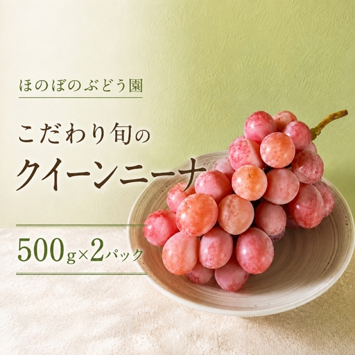 美浜町産 こだわりクイーンニーナ 500g×2 | 先行予約 ぶどう 愛知県 美浜町