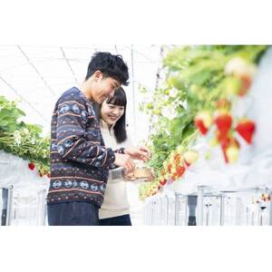 [苺舎]いちご狩り招待ペアチケット