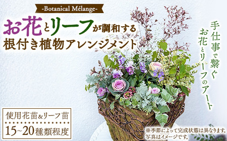 Botanical Mélange 〜お花とリーフが調和する根付き植物アレンジメント〜 ※2025年10月〜2026年5月頃に順次発送予定 ※北海道・沖縄・離島への配送不可