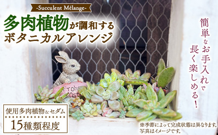 Succulent Mélange 〜多肉植物が調和するボタニカルアレンジ〜 ※2026年9月〜2027年6月頃に順次発送予定 ※北海道・沖縄・離島への配送不可