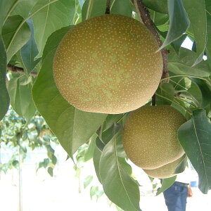 [数量限定]幸田町産「梨」5kg(10〜12玉)箱入り 8月下旬〜9月中旬発送予定 ※着日時指定不可 ※北海道・沖縄・離島への発送不可※ なし 果物 フルーツ お取り寄せ